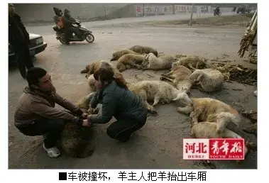 运羊车变形绵羊纷纷逃